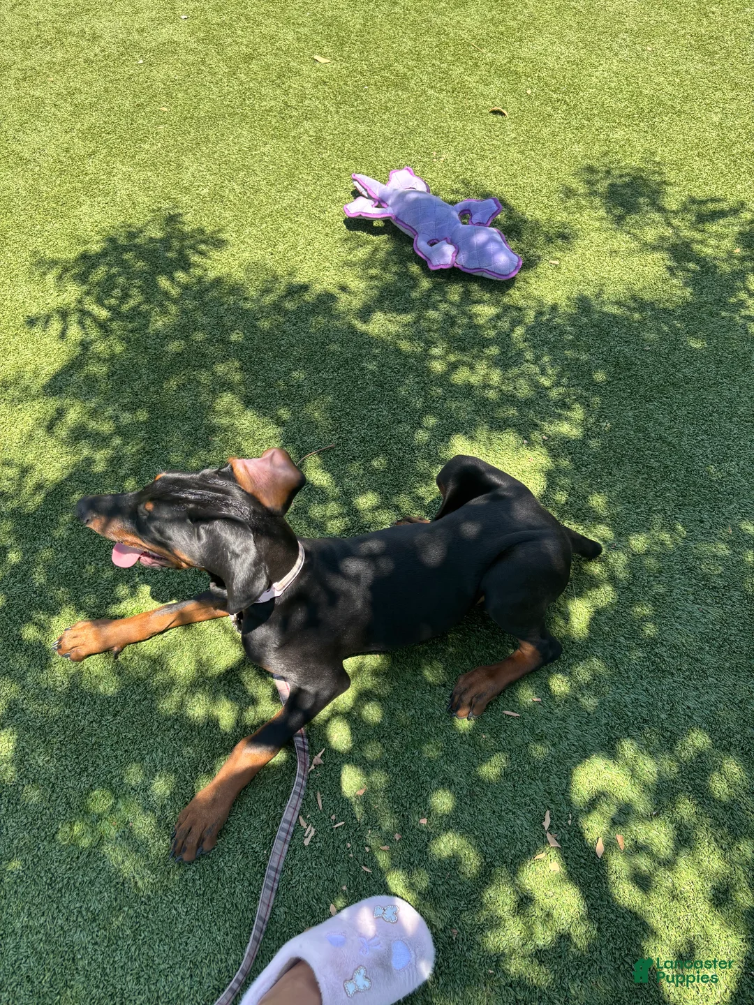 Doberman Pinscher dogs for sale: Doberman Pinscher 4 - Ad 1