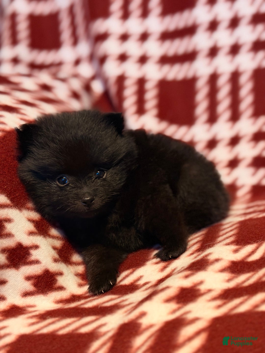 Pomeranian dogs for sale: Nanners - Ad 1