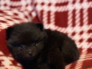 Pomeranian dogs Nanners - Ad 39