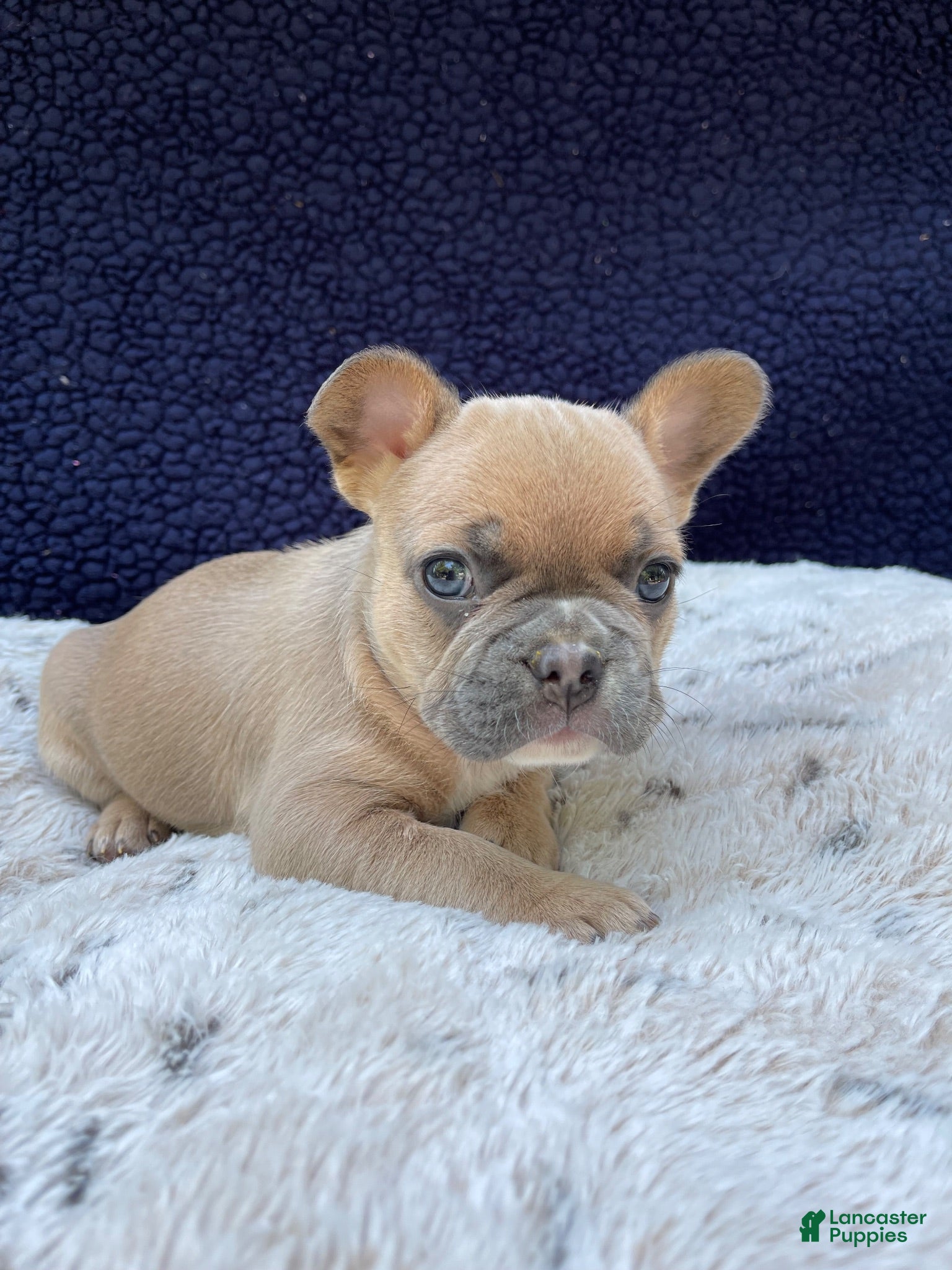French Bulldog dogs for sale: French Bulldog 1 - Ad 4