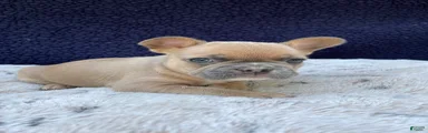 French Bulldog 1