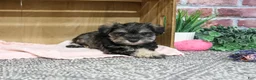 Miniature Schnauzer dogs for sale: Draya - Ad 5