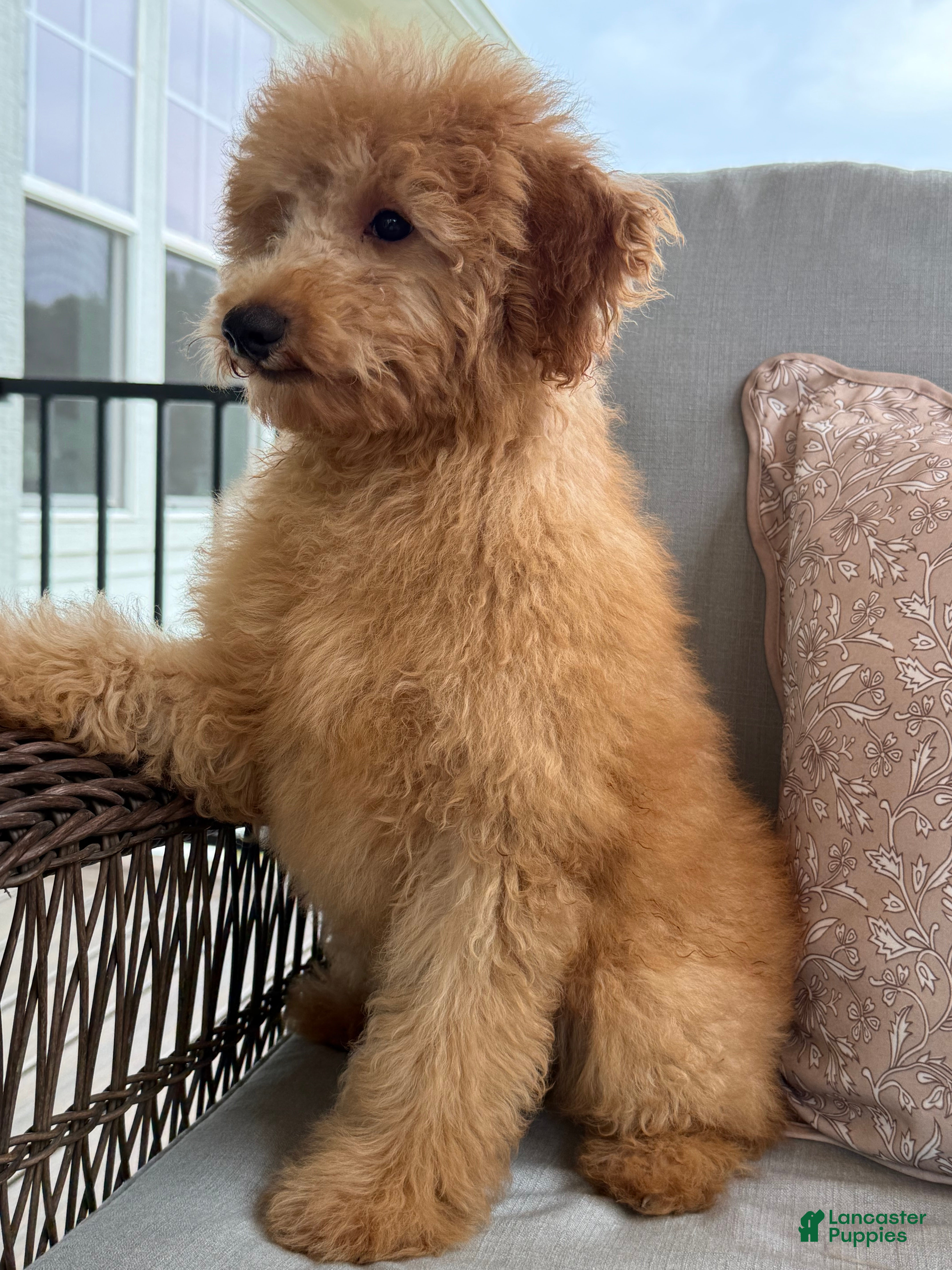 Mini Goldendoodle dogs for sale: Mini Goldendoodle 1 - Ad 3