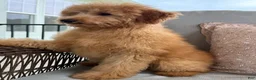 Mini Goldendoodle dogs for sale: Mini Goldendoodle 1 - Ad 1