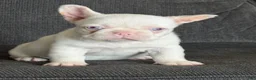 French Bulldog dogs for sale: Pinkey  - Ad 15
