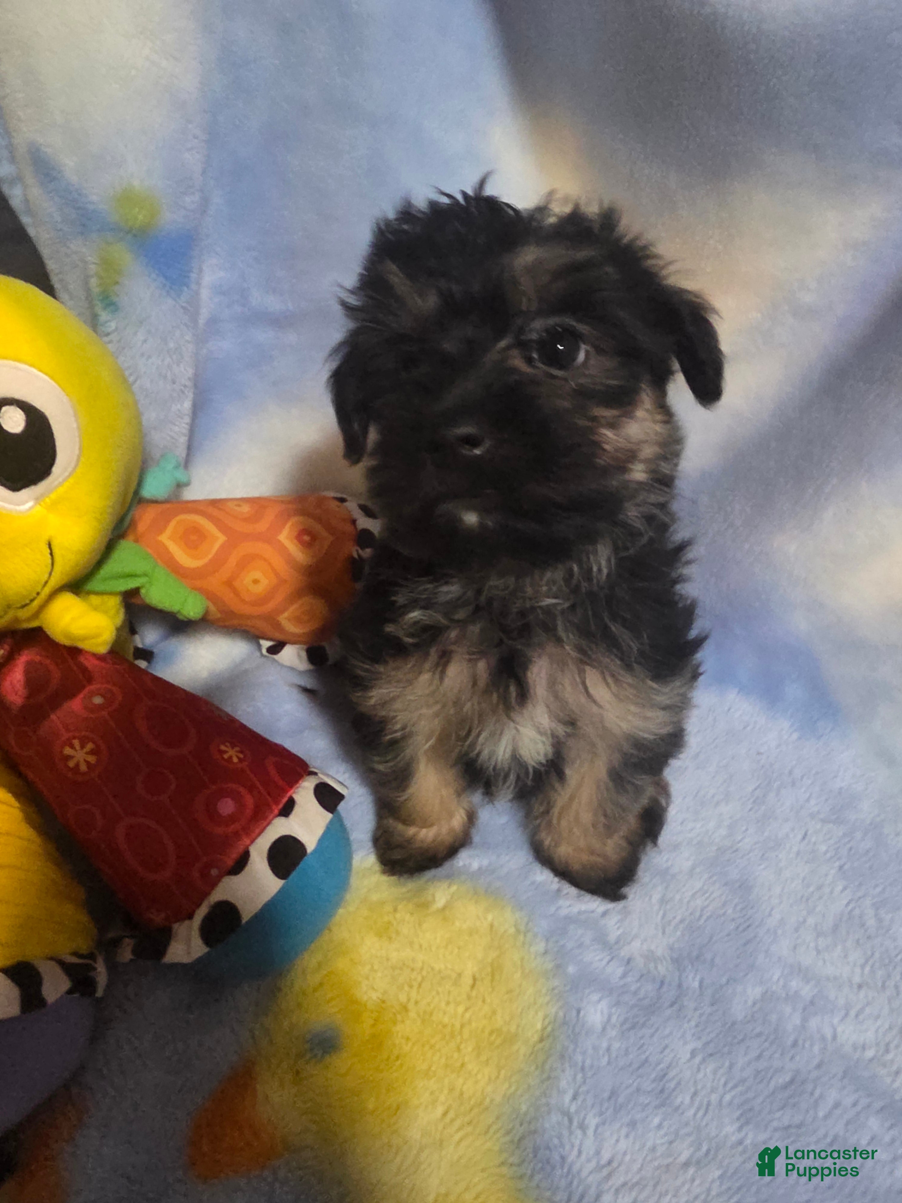 Morkie dogs Morkie male 8 - Ad 2