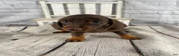 Miniature Dachshund dogs for sale: Mia - Ad 2