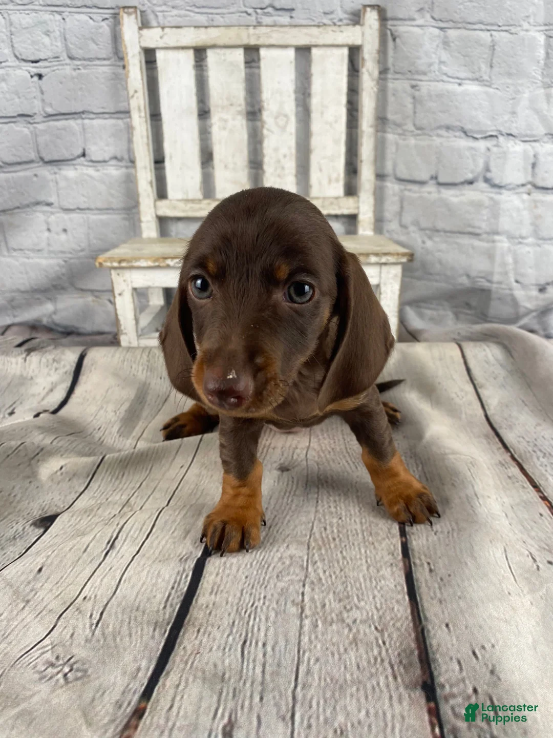 Miniature Dachshund dogs for sale: Mia - Ad 2