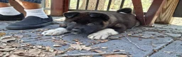 Akita dogs for sale: Yuki the Akita! - Ad 21