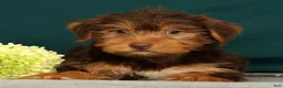 Yorkshire Terrier dogs for sale: Poochie - Ad 2