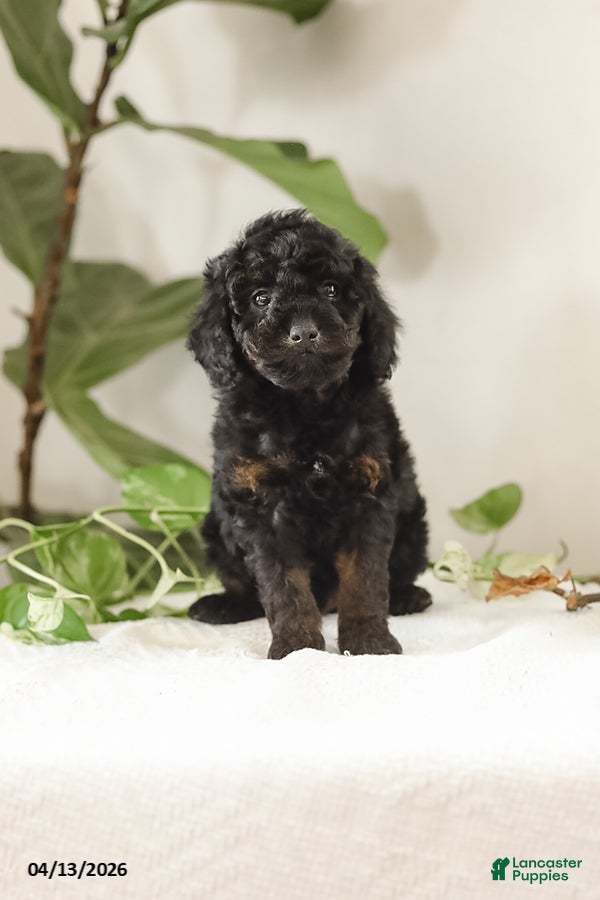 Miniature Poodle dogs Miles - Ad 2