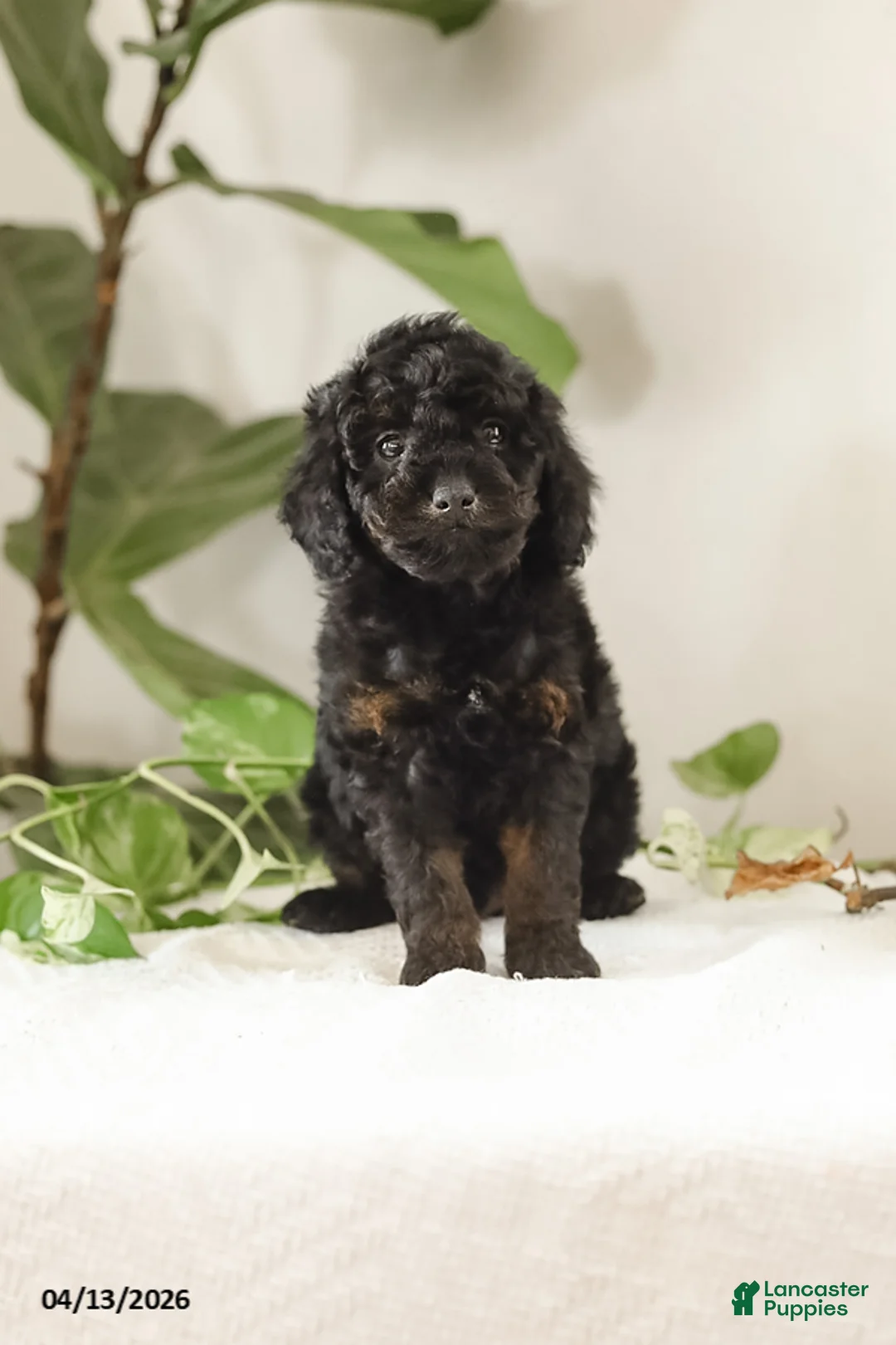 Miniature Poodle dogs for sale: Miles - Ad 2