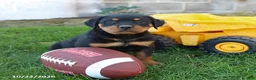 Rottweiler dogs for sale: Brady - Ad 5