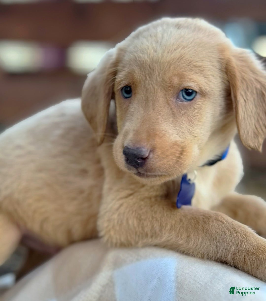 Labrador Retriever dogs for sale: Labrador Retriever Puppy 2 - Ad 13