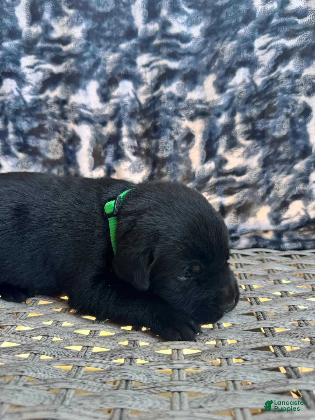 Labrador Retriever dogs for sale: Brownie 💚 - Ad 1