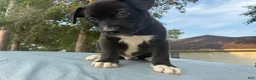 Pitsky dogs for sale: Hank  - Ad 3