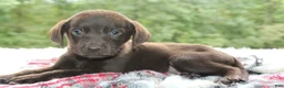 Labrador Retriever dogs for sale: Axel - Ad 5