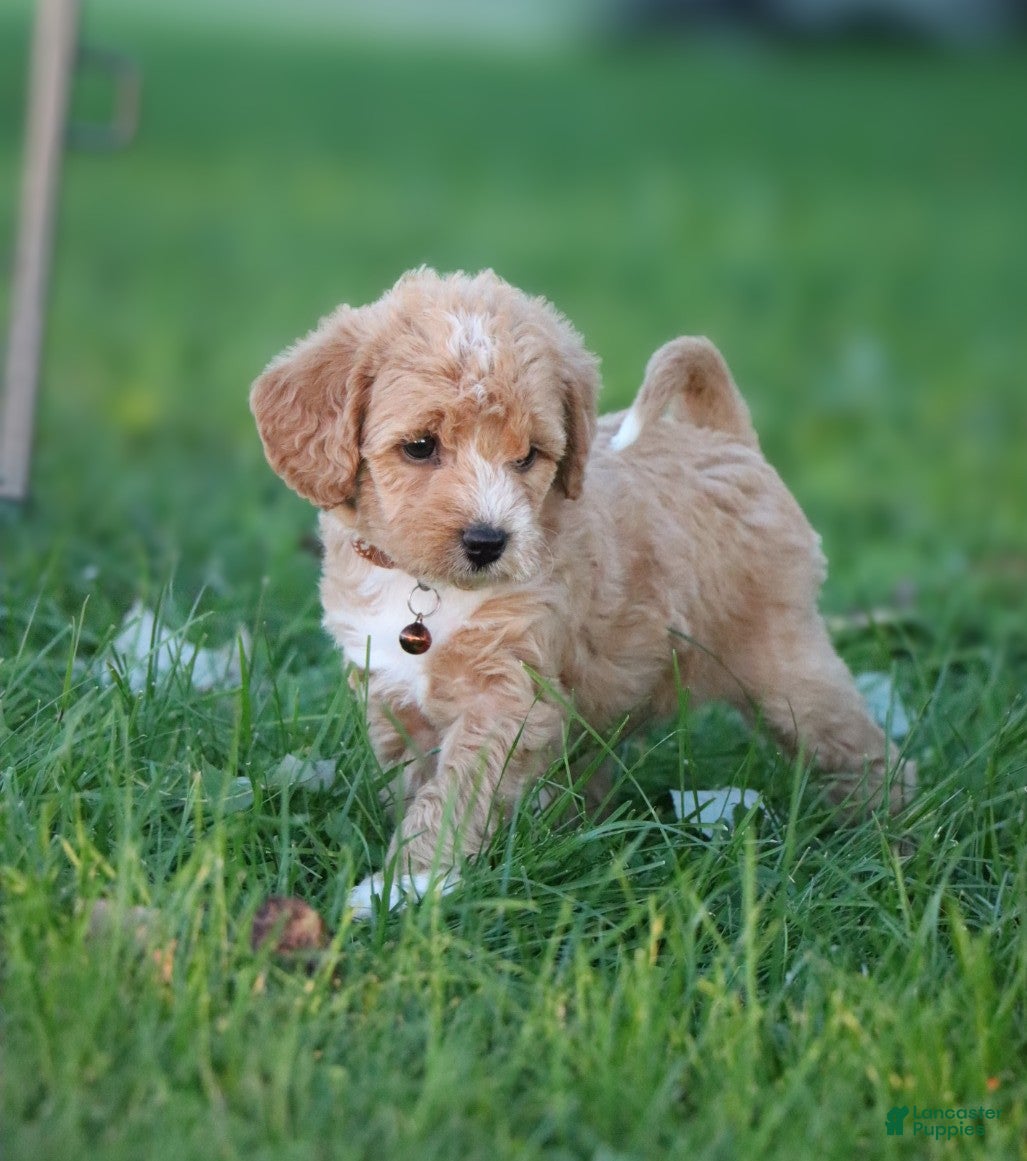 Miniature Labradoodle dogs Charlie - Ad 2