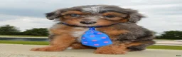 Mini Aussiedoodle dogs for sale: Mini Ace - Ad 4