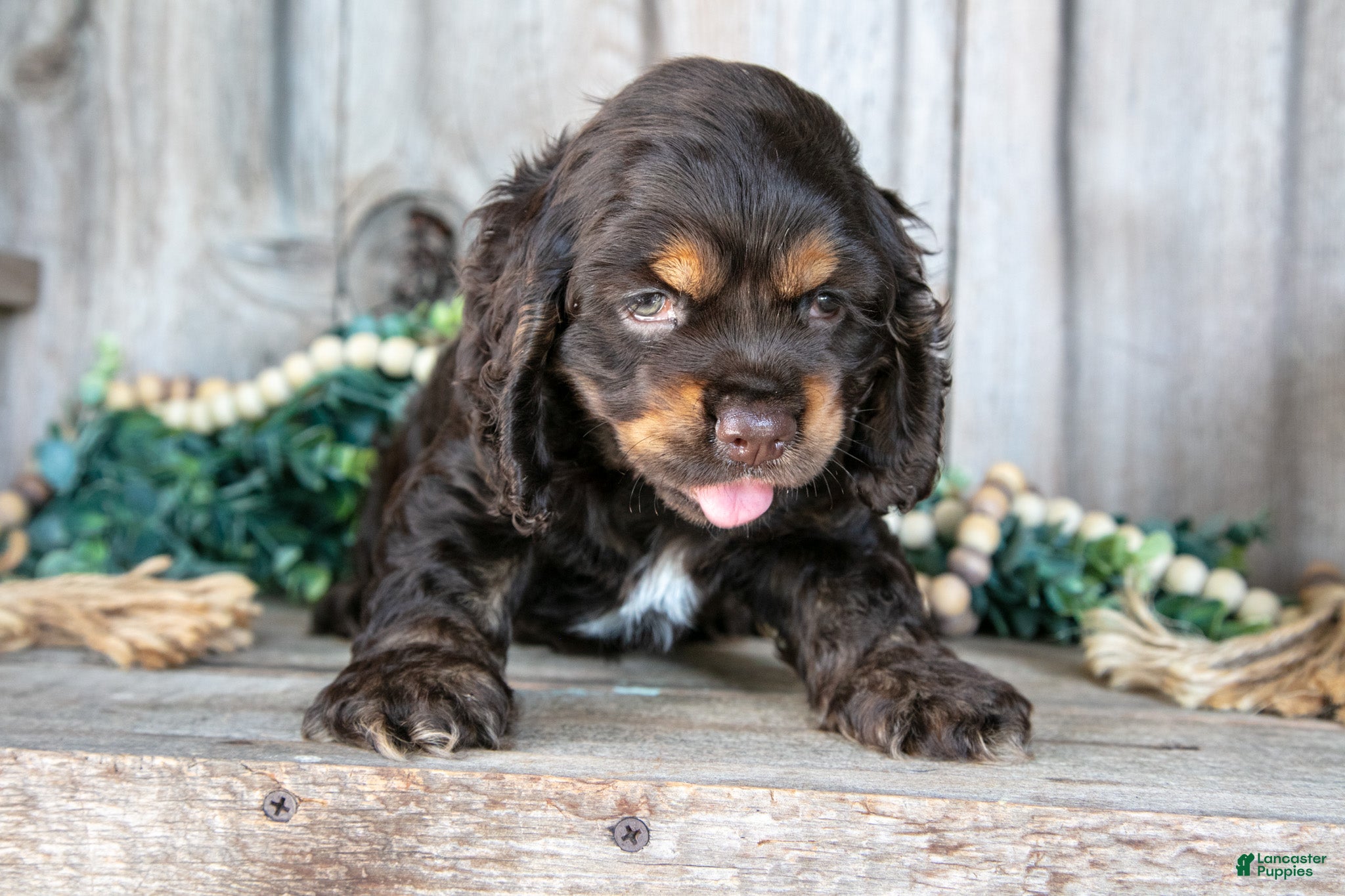Cocker Spaniel dogs Archie - Ad 1