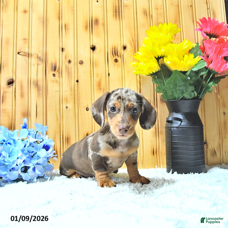 Miniature Dachshund dogs Sparky - Ad 39