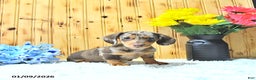 Miniature Dachshund dogs for sale: Sparky - Ad 1