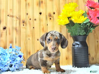 Miniature Dachshund dogs Sparky - Ad 39