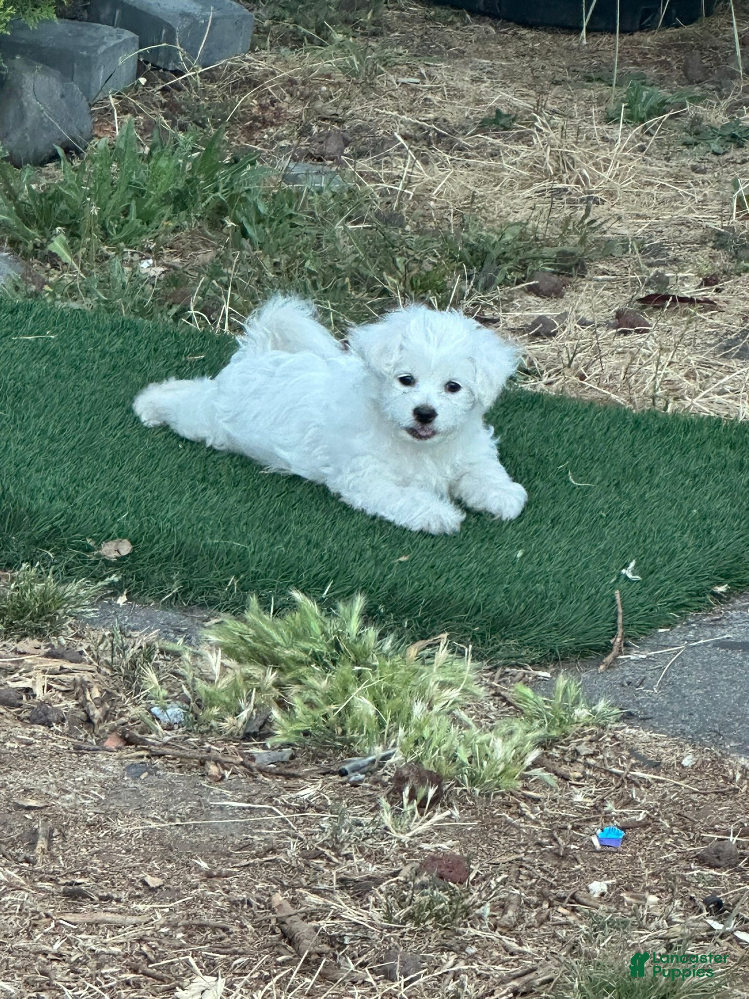 Maltese dogs Maltese Puppy 1 - Ad 1