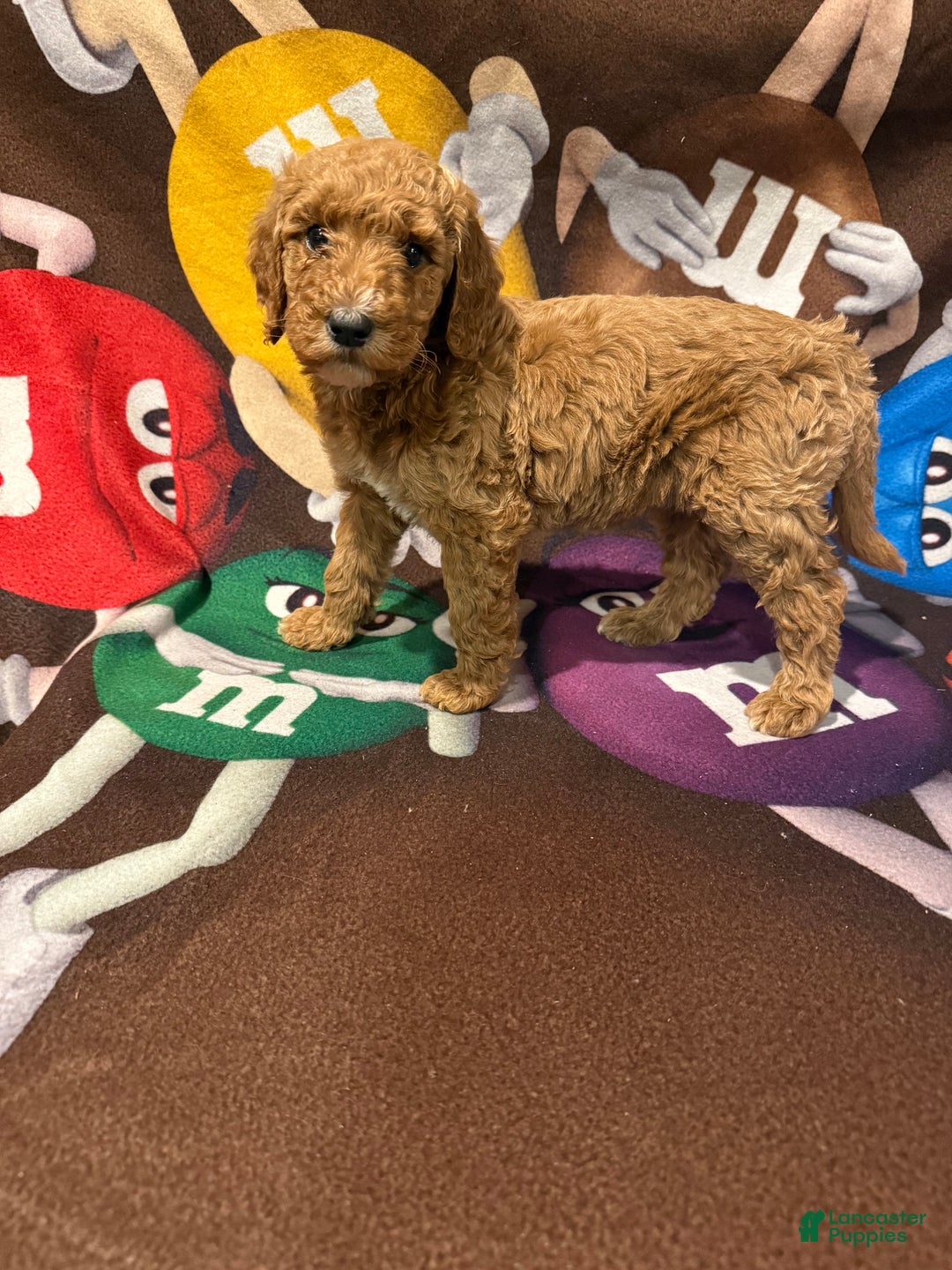 Goldendoodle dogs for sale: Goldendoodle Puppy 1 - Ad 3