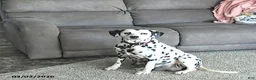 Dalmatian dogs for sale: Ryder - Ad 4