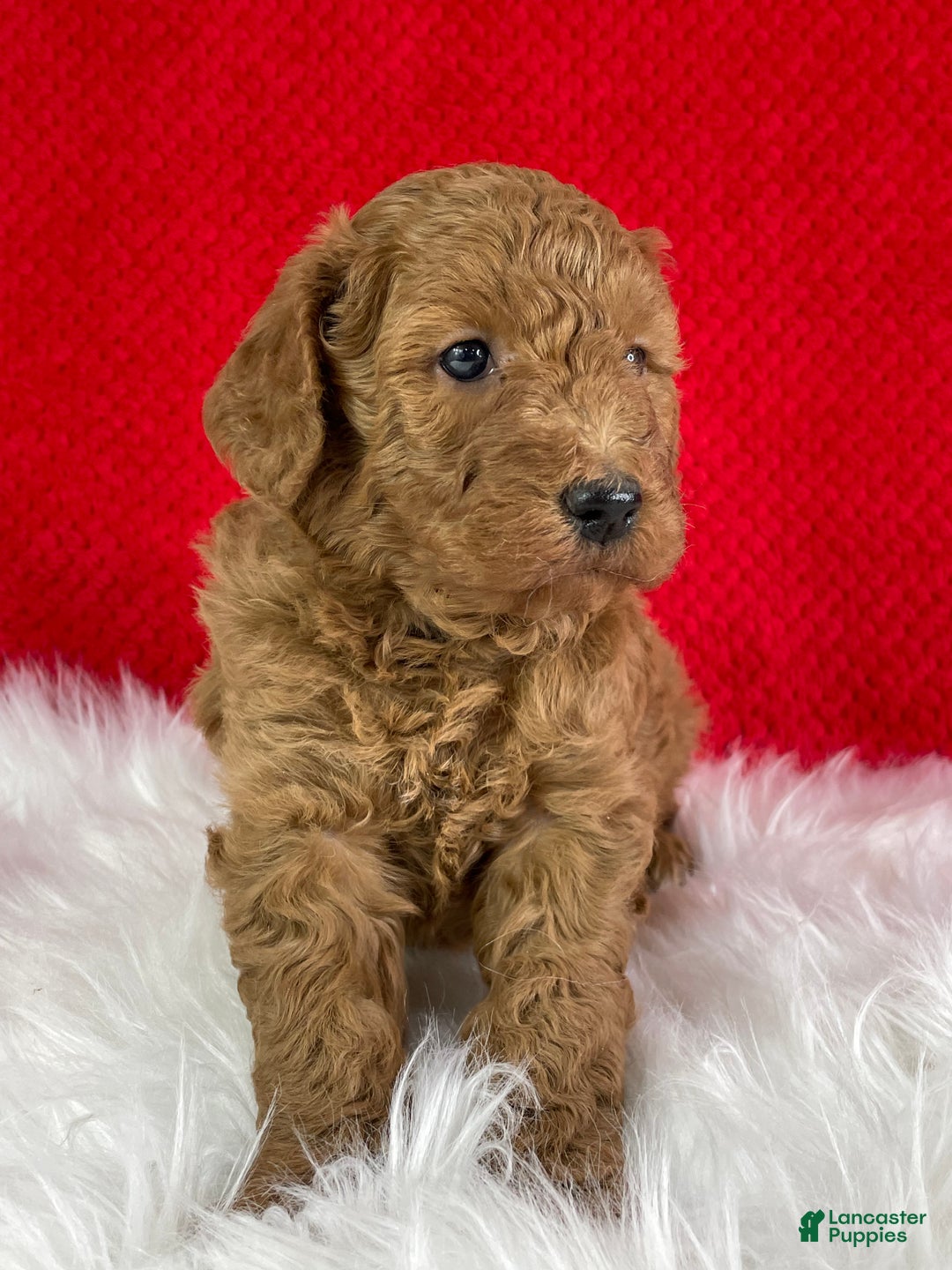 Mini Goldendoodle dogs for sale: Jack - Ad 4
