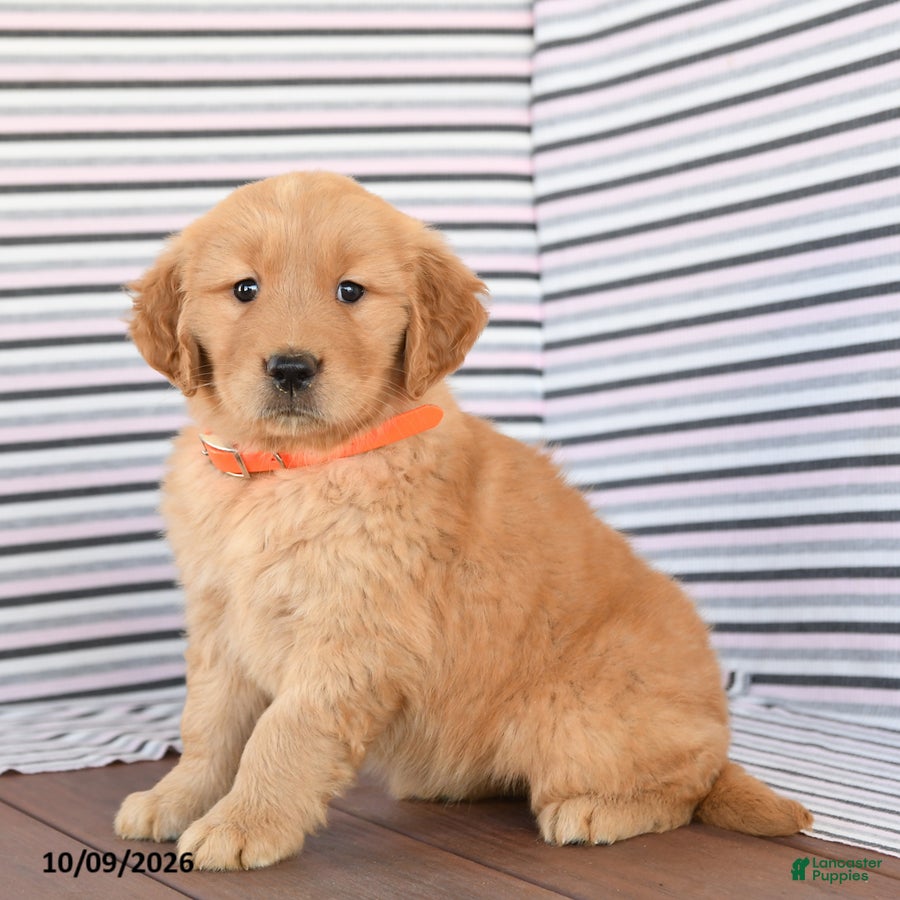 Fluffy (Golden Retriever, Female) in Peach Bottom, PA