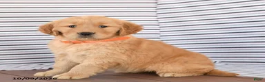 Fluffy