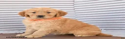 Golden Retriever dogs for sale: Fluffy - Ad 1