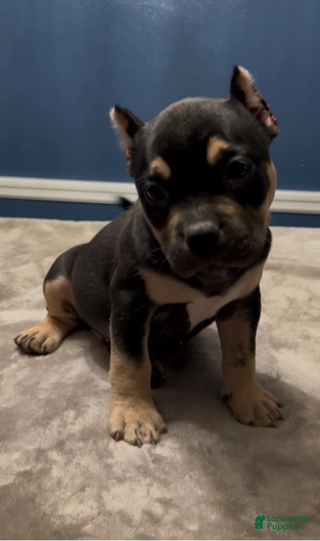 American Bully dogs for sale: MISS LIL SASSY - Ad 2