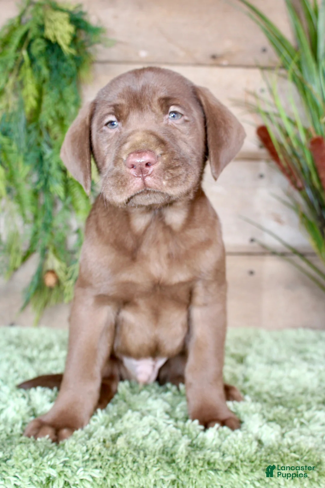 Labrador Retriever dogs for sale: Peanut  - Ad 5