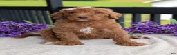 Goldendoodle dogs for sale: Miss Daisy - Ad 25