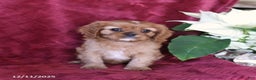 Cavalier King Charles Spaniel dogs for sale: Amber - Ad 3