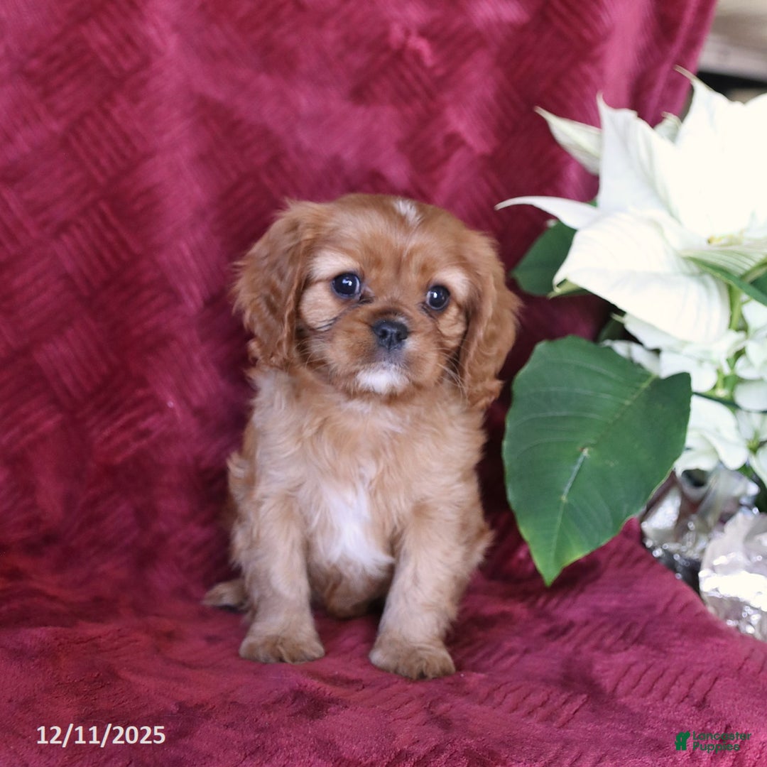 Cavalier King Charles Spaniel dogs for sale: Amber - Ad 3