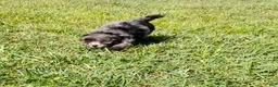 Mini Bernedoodle dogs for sale: Zeus-Mini Bernedoodle 2 - Ad 6