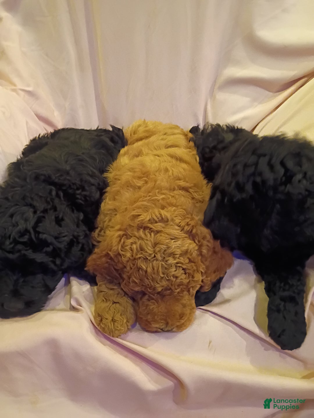 Mixed Breed dogs for sale: Mixed Breed Puppy 1 - Ad 2