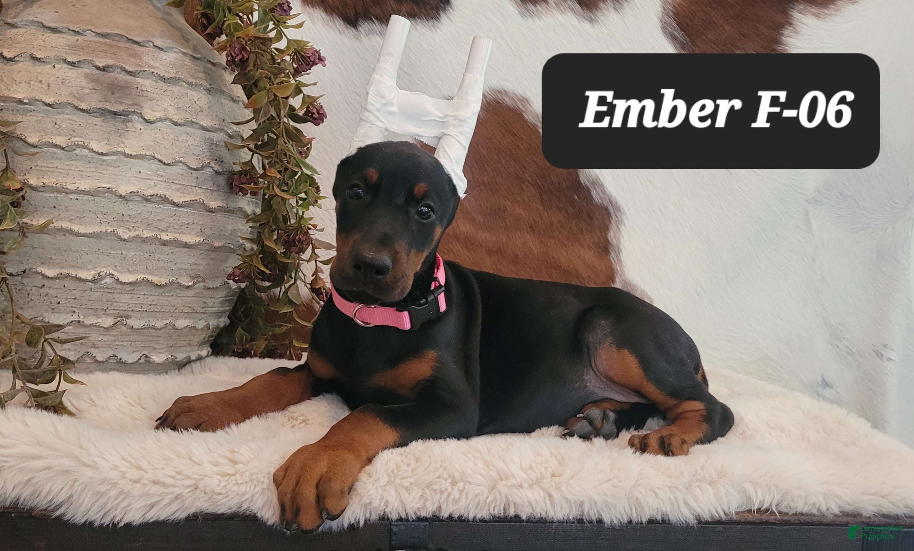 Doberman Pinscher dogs EMBER - Ad 32