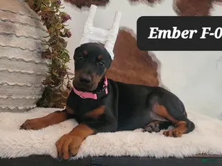 Doberman Pinscher dogs EMBER - Ad 32