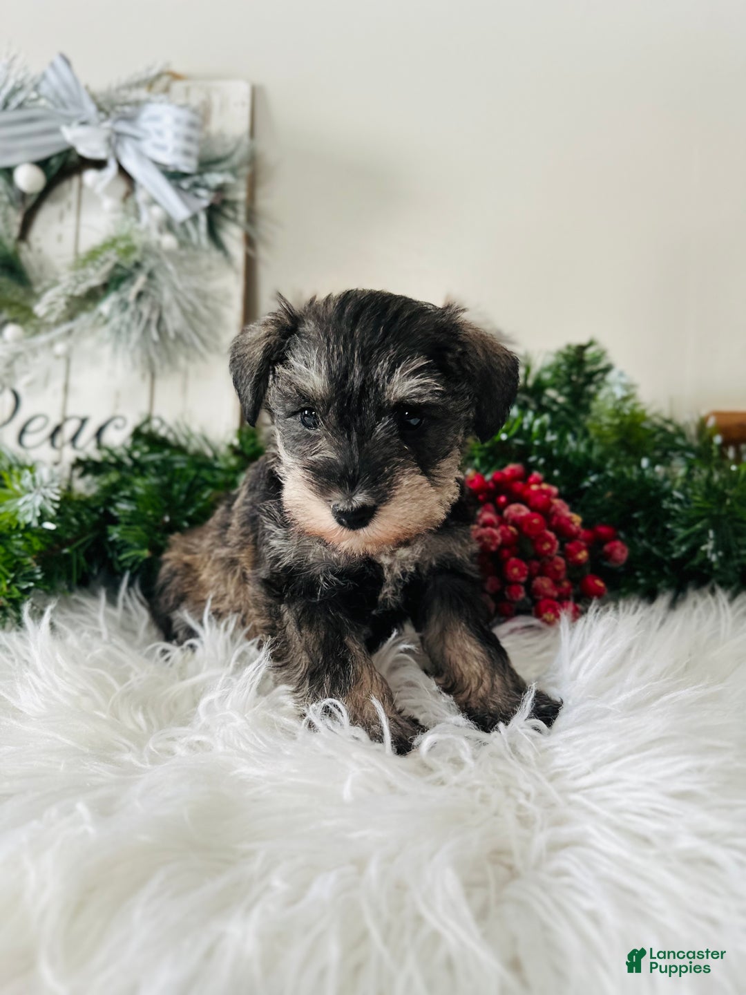 Miniature Schnauzer dogs for sale: Lyla - Ad 9