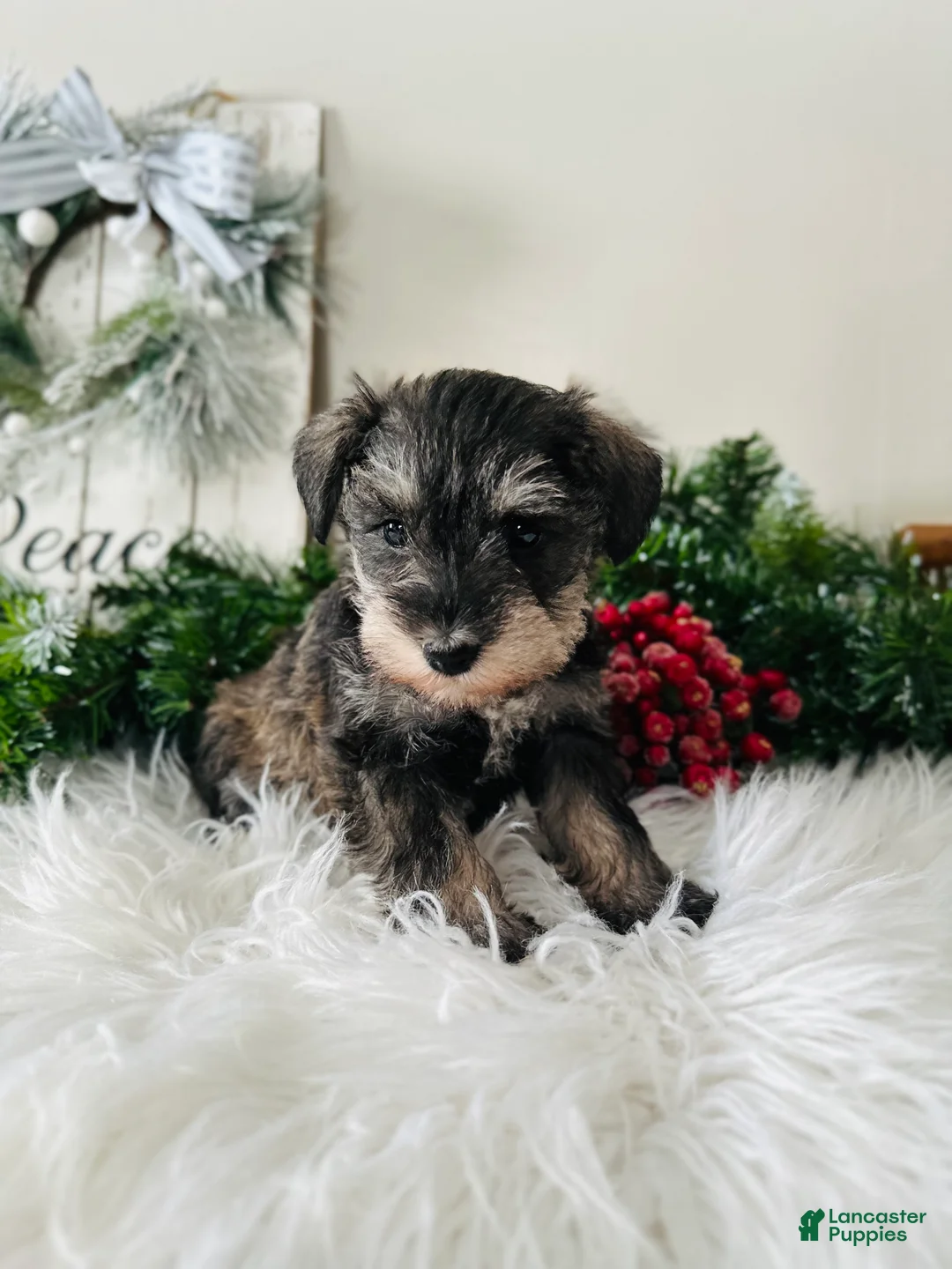 Miniature Schnauzer dogs for sale: Lyla - Ad 9
