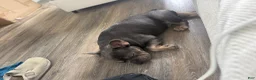 French Bulldog dogs for sale: Bruno - Ad 3