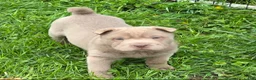 Shar Pei dogs for sale: Layla mini lilac  - Ad 5