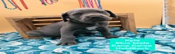Cane Corso dogs for sale: Kyle  - Ad 6