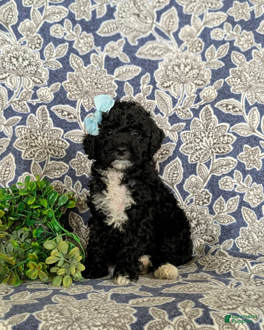 Miniature Poodle dogs for sale: Olivia - Ad 2