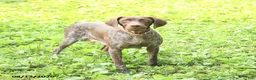 German Shorthaired Pointer dogs for sale: Alisa - Ad 6
